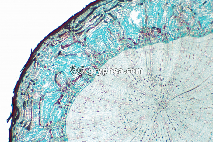 Racine de Tilleul CT x7 - gryphea.com